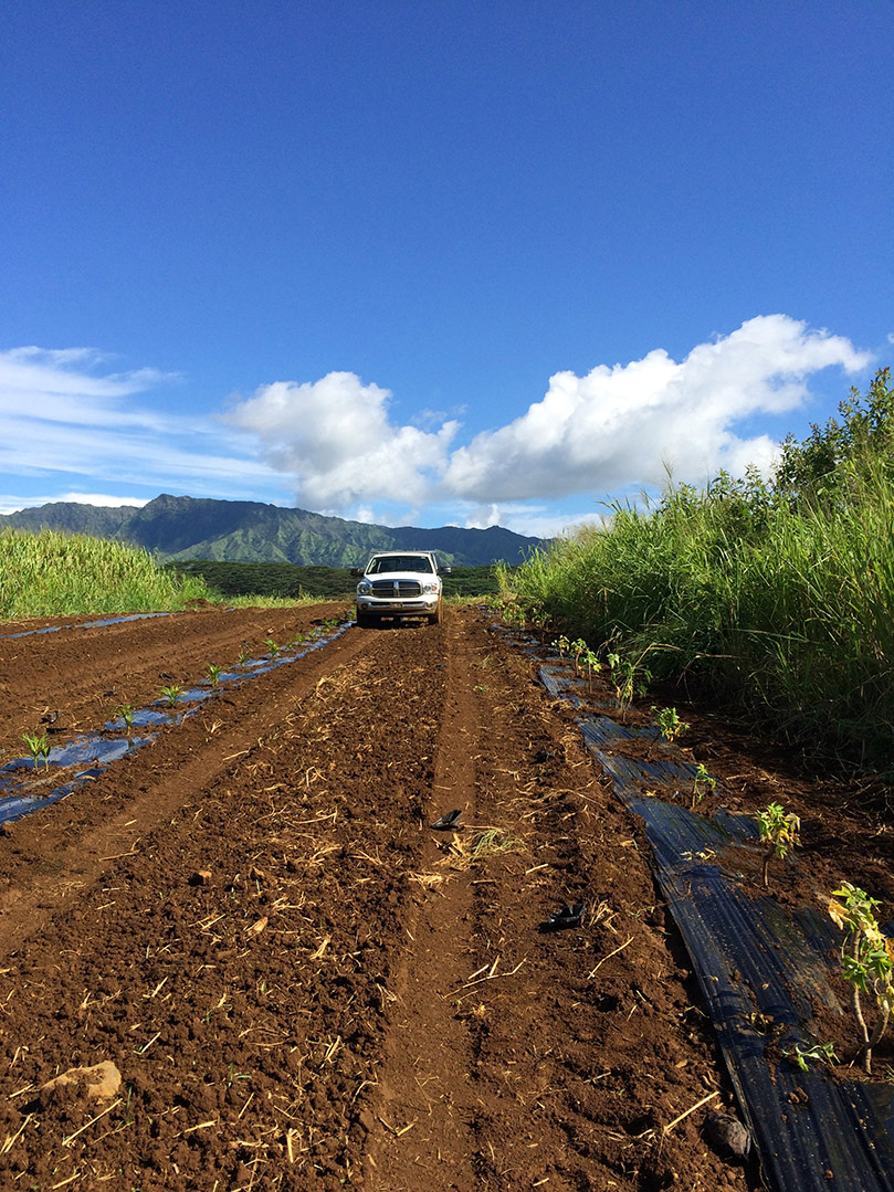 Fifteen Hundred Trees Planted for Wind Break