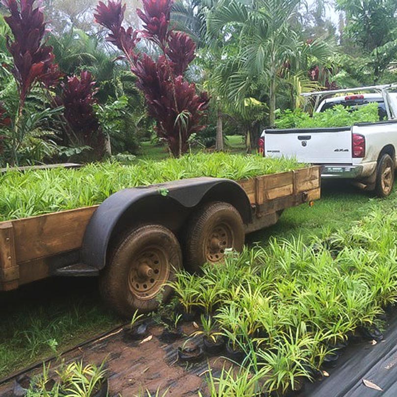 Readying for Windbreak Planting