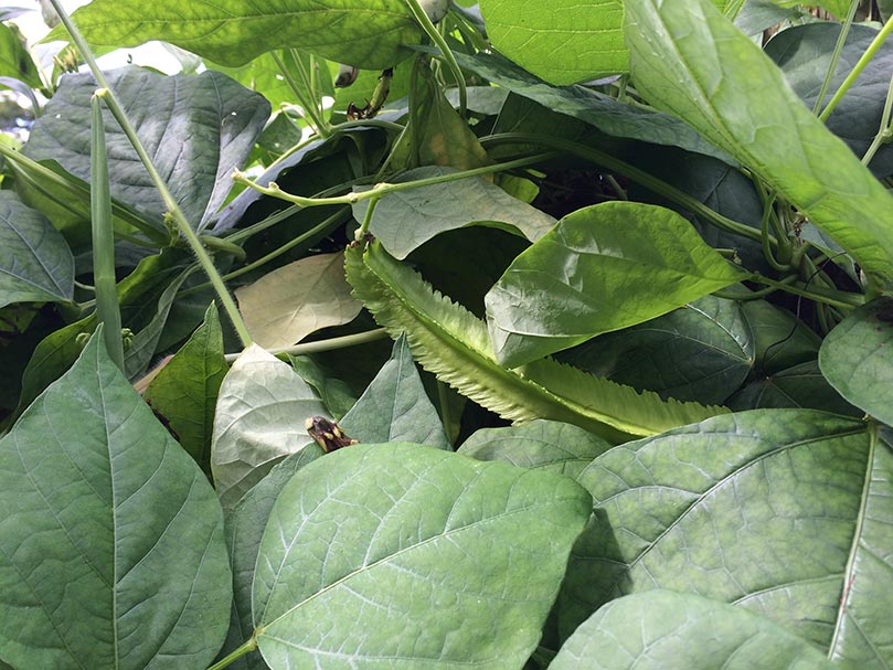 Wingbeans and Double Digging