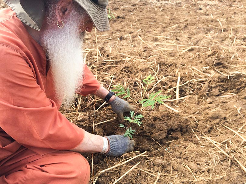 Guruthondu Day Tree Planting