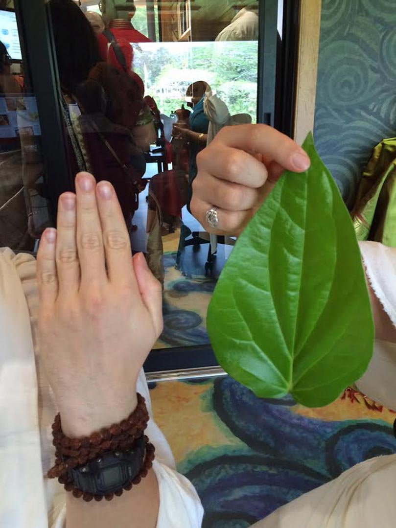 World's Largest Betel Leaf?