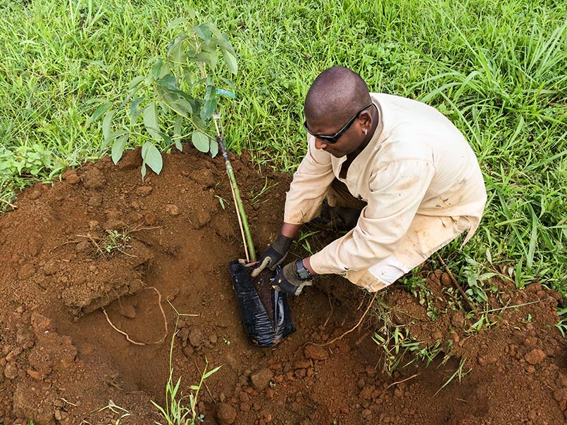 Planting Fruit Trees