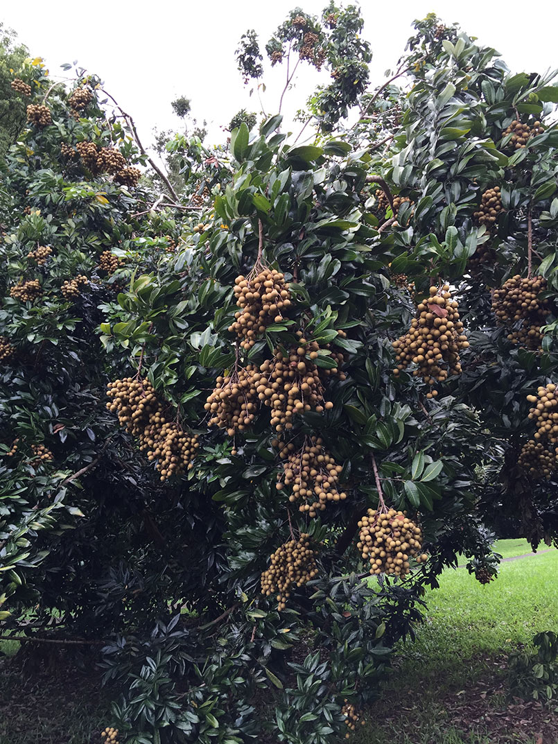 Longan Season!