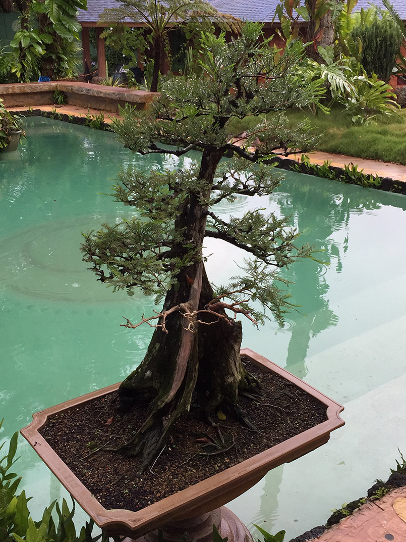 Wet Weather Walkabout