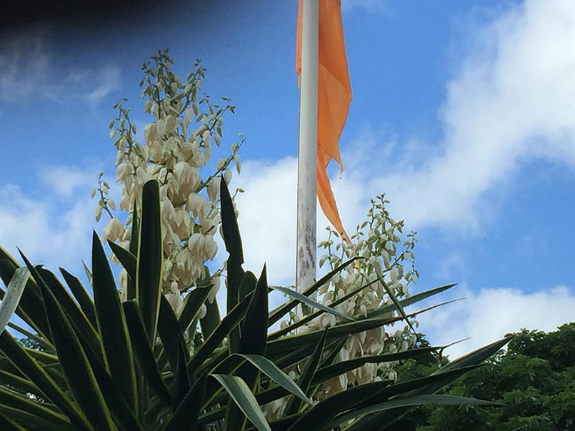 A Beautiful Blooming Yucca