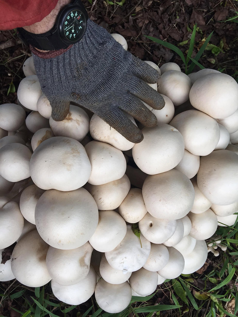 Mushroom Colony Discovery