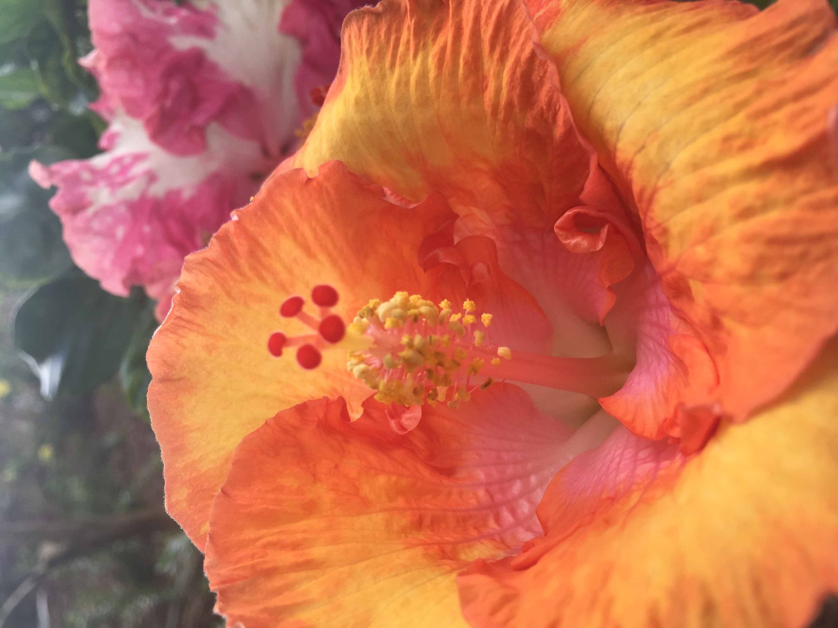 Beauty in Siva's Garden