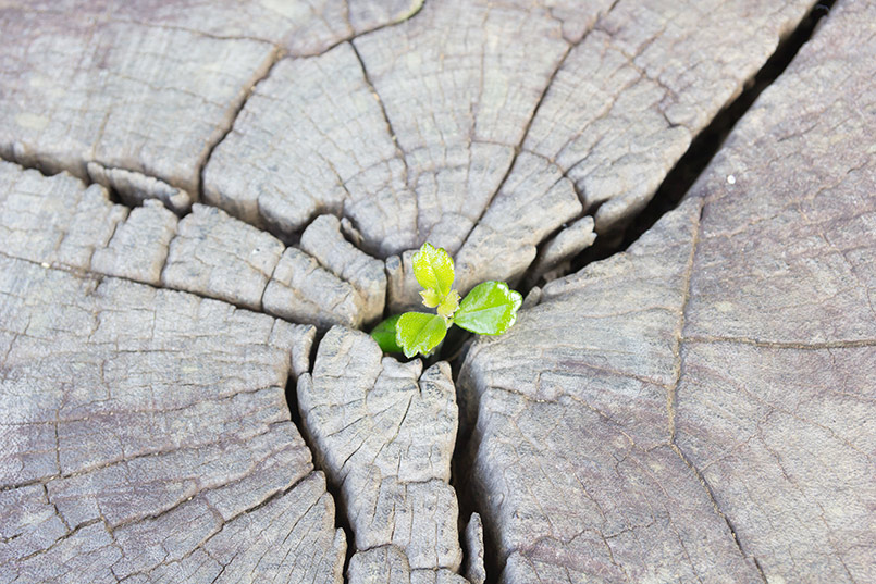 Rise Up Against Adversity