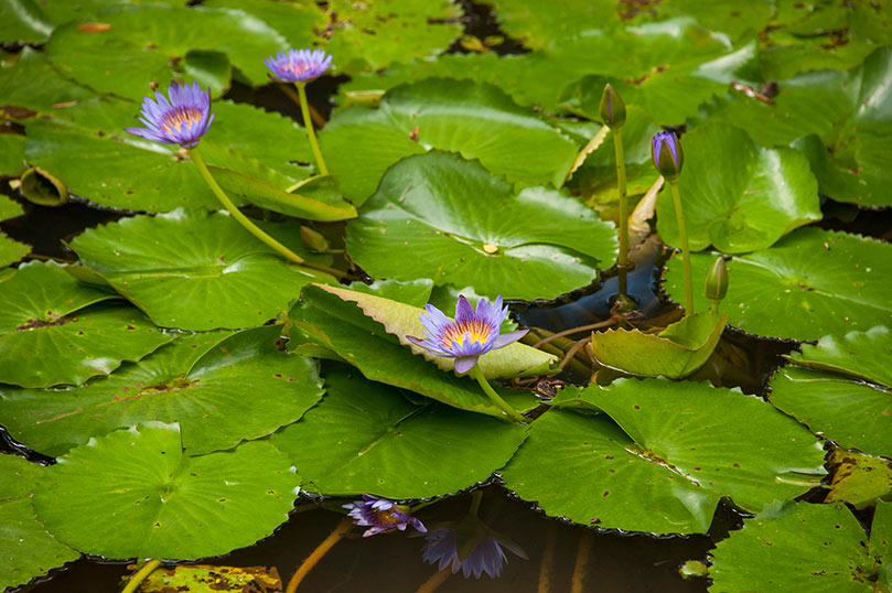 San Marga and Our Sacred Gardens