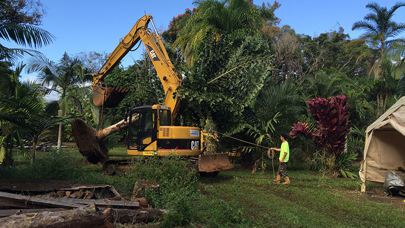 Iraivan Landscape Jumps Out of the Ground with Full-Grown Palms