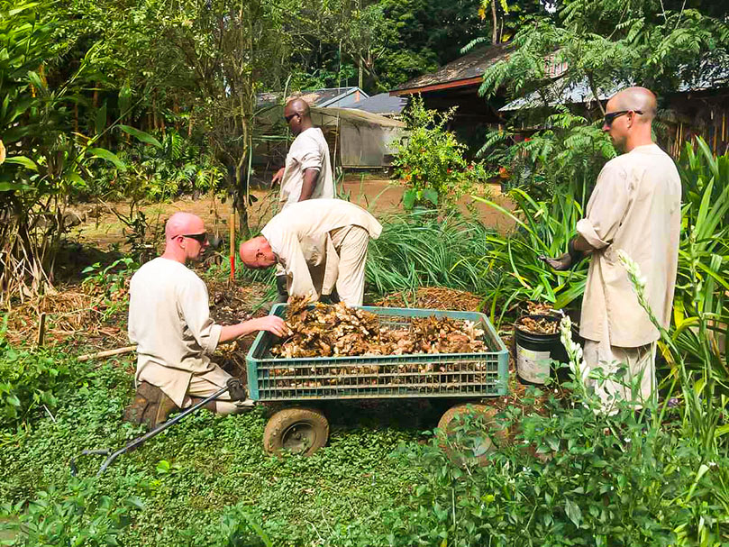 Harvesting Ginger
