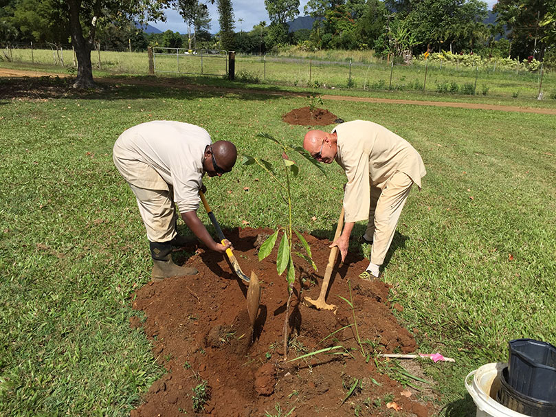 Trees, Trees, Trees!