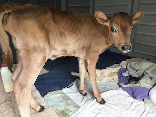 A New Calf is Born!