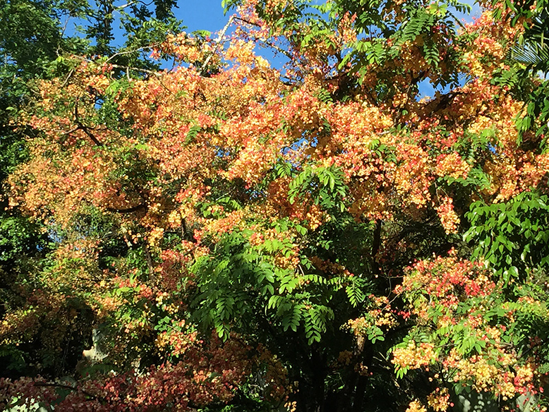 Flowers in Siva's Garden