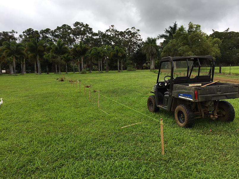 Siva Pannai Palm Planting