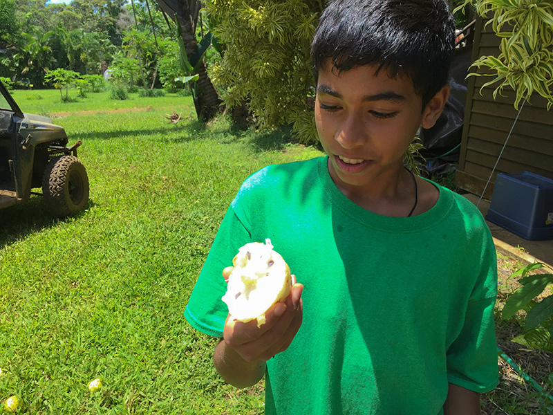 Noni Harvest with Nagarajan and Divyesh Pillai
