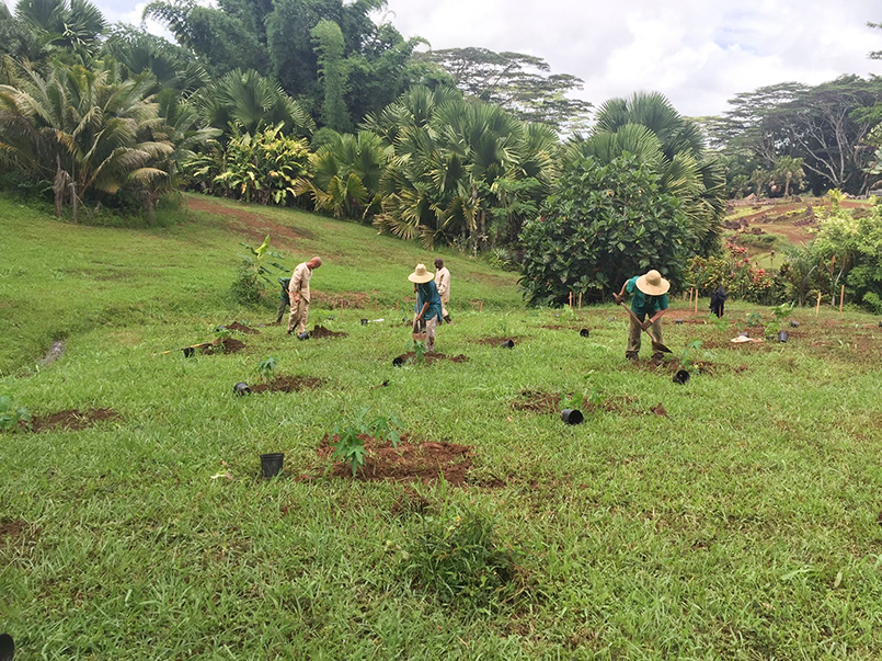Papaya Planting