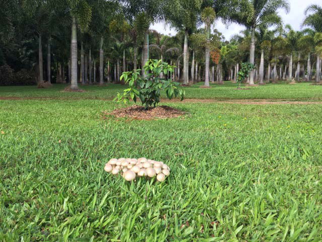 Mushrooms in the avocado orchard