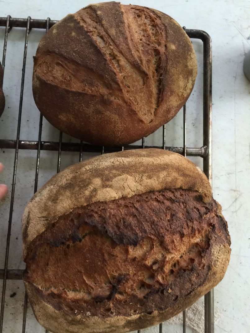 The Wonderful World of Whole Wheat