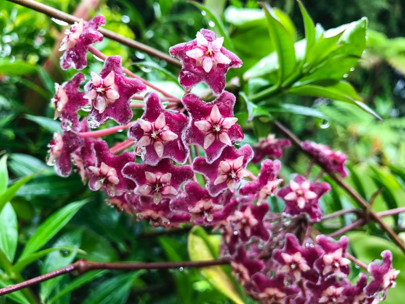 Flowers Flowers Flowers!!!