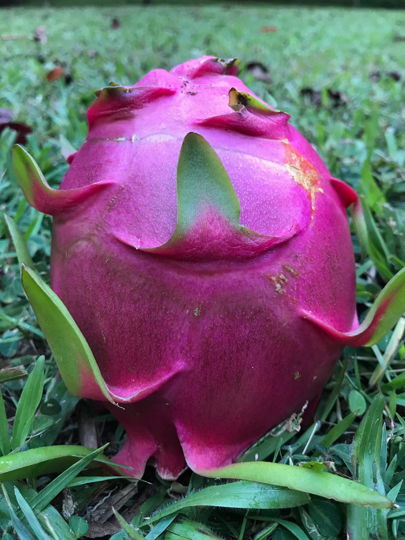 Our First Dragon Fruit!