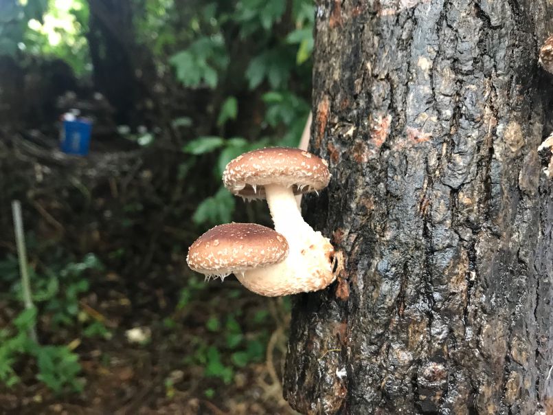 Growing Shitake Mushrooms