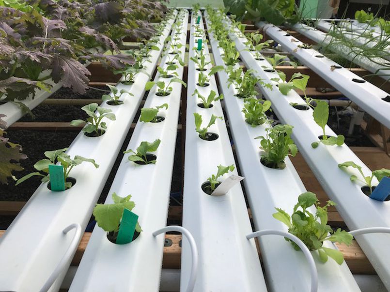 Our Sacred Farm Update