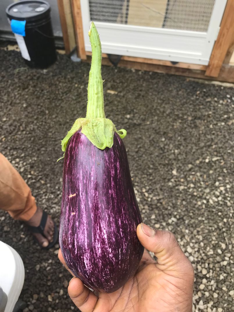 Garden Addition: Eggplant