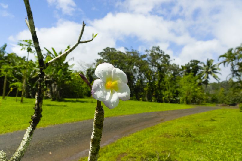 Siva's Greenhouse Surprise
