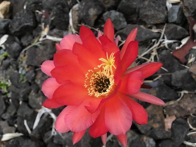 Super Cool Cactus Flower Alert