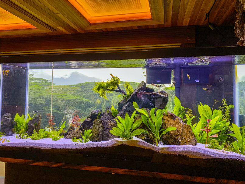 Fish Tanks for Fun