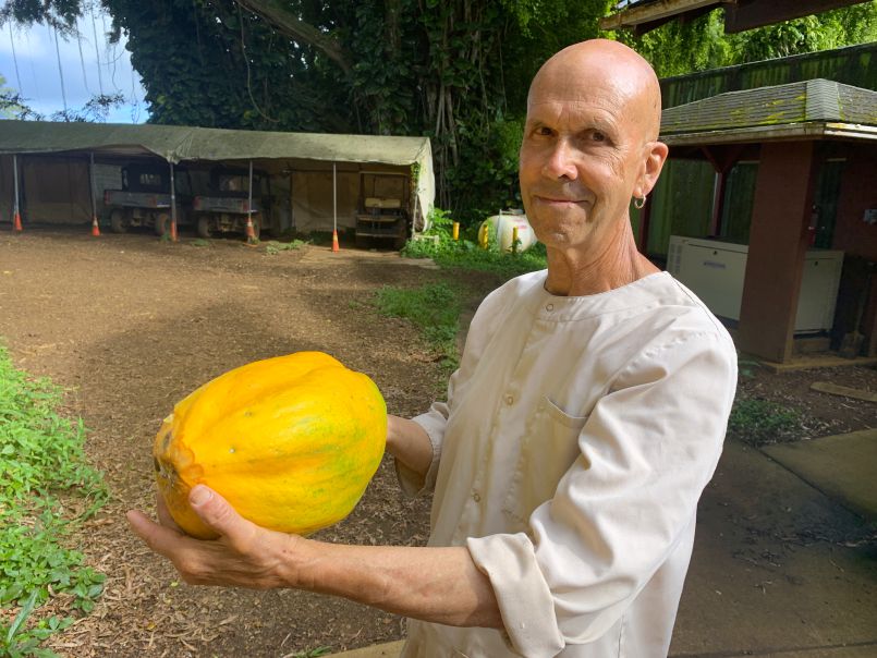 Ten pound papaya
