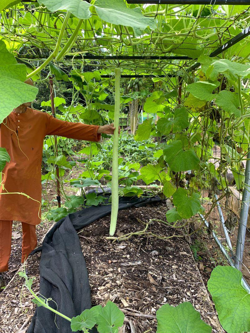 Growing Giant Gourds!
