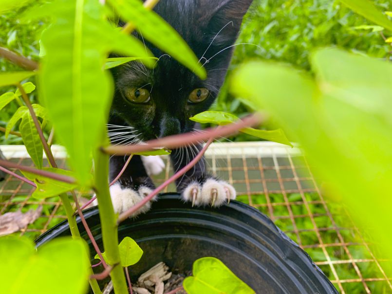 Growing Papayas