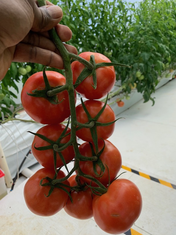 Our New Variety of Tomatoes!