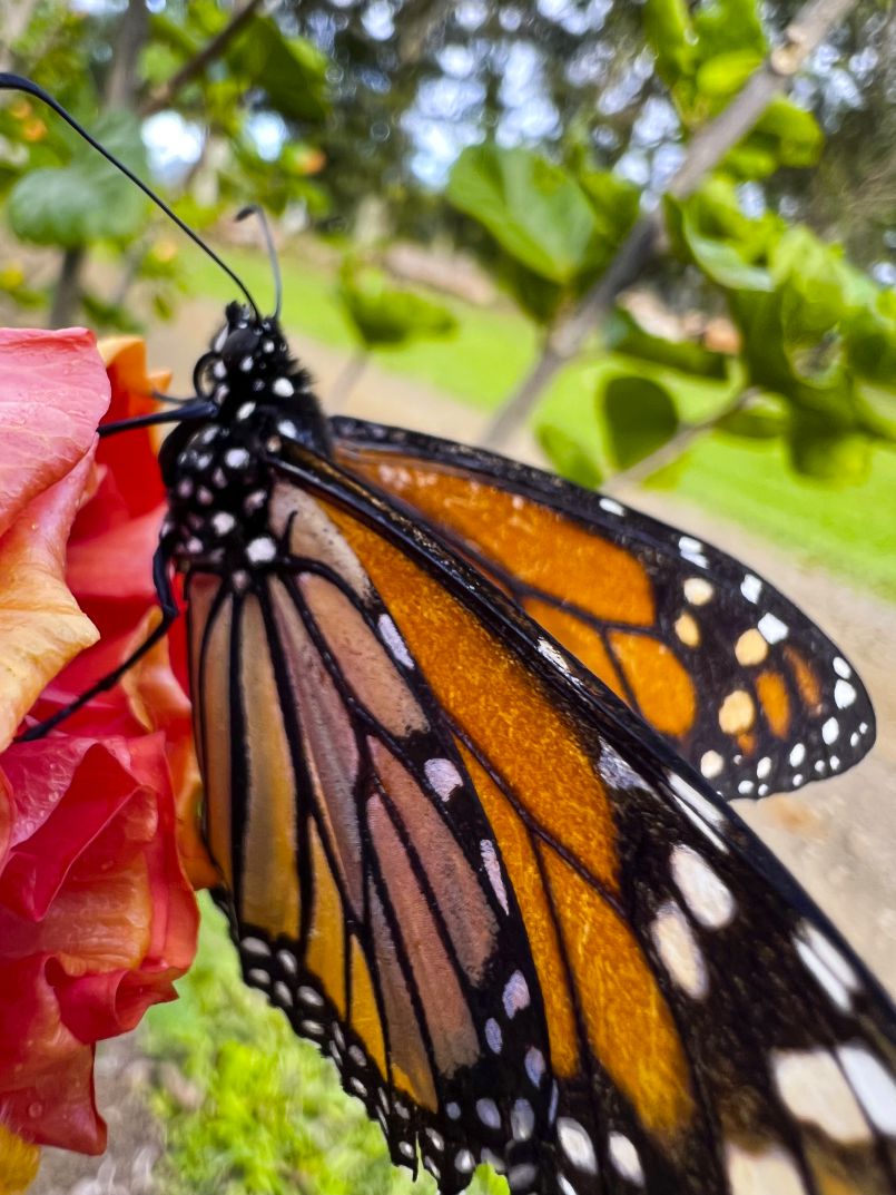 Preparing a Garden Grove