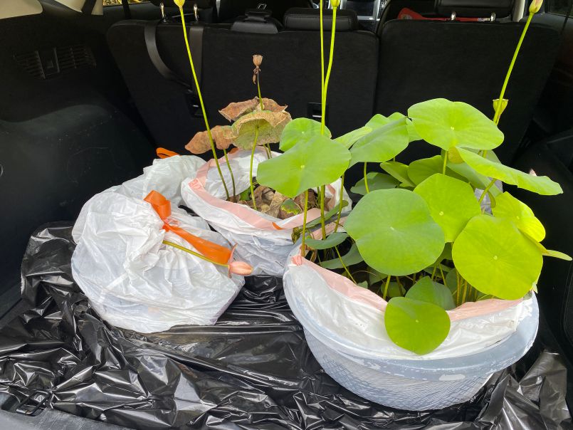 Lotus Blooms Again!