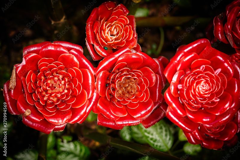 Story of the Siam Rose