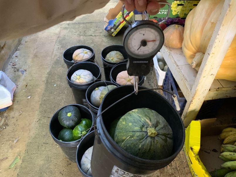 Small, Big and Bigger Pumpkin Growth Cycle