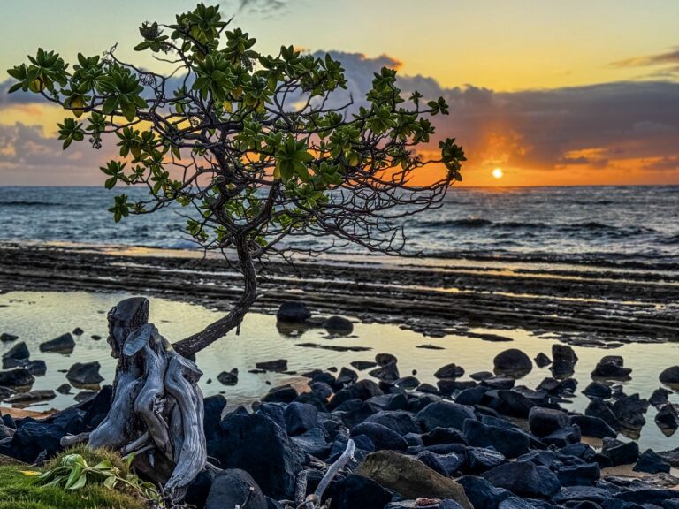 Kauai Springtime