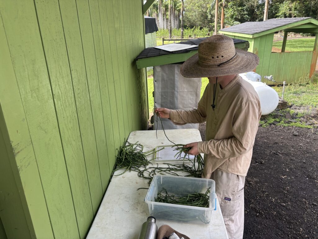 Sadhaka Shankaranatha processes the harvested long beans