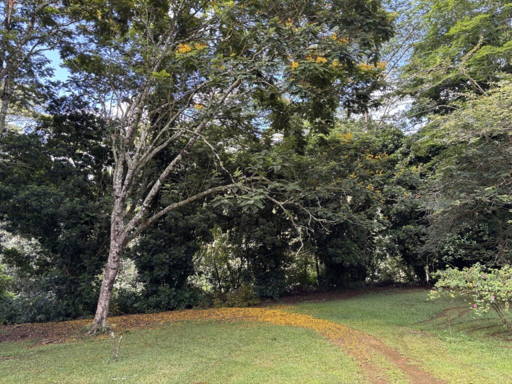 A temporary "yellow brick road" nearby the mango trees, just above the Wailua River