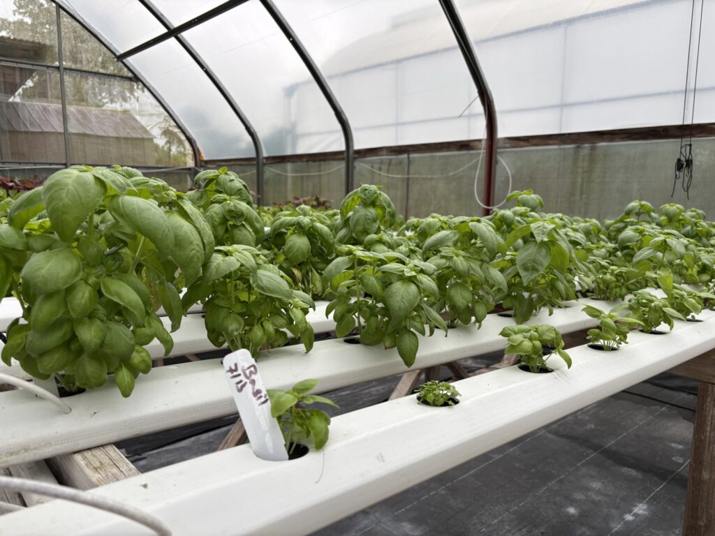 Basil