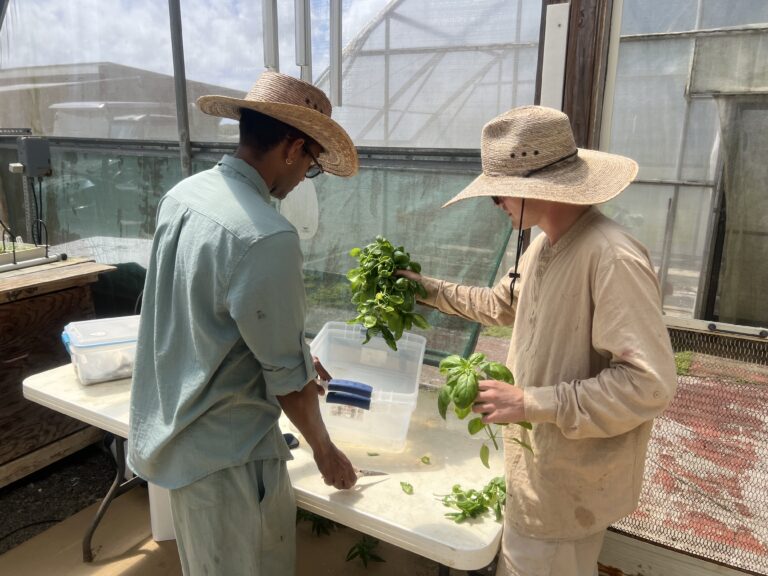 Basil in Greenhouse