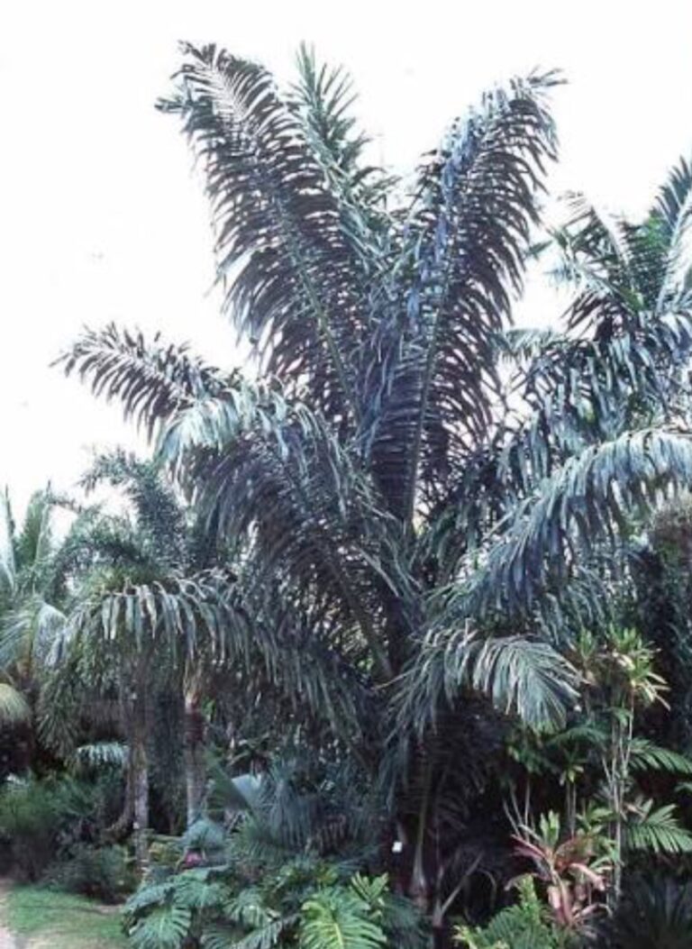 Saying Goodbye to Two Giant Sugar Palms