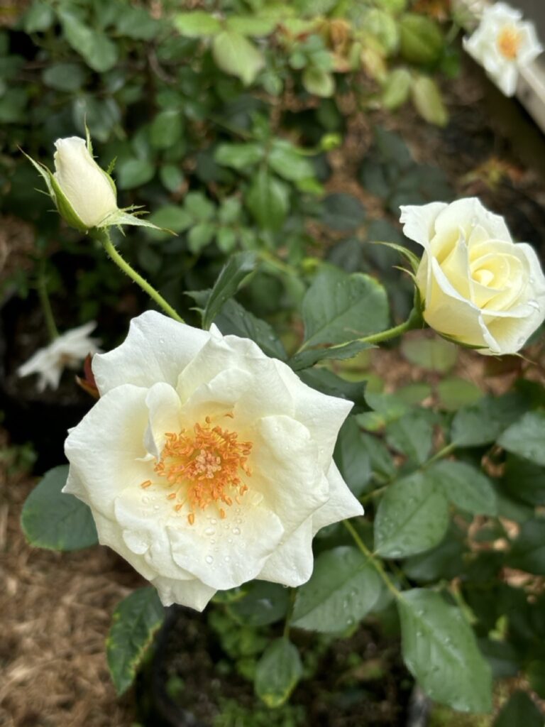 Roses