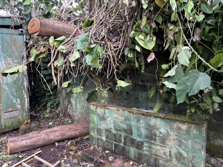 This tree that fell over from the neighbor's property missed the Media Studio roof by inches. It was blocking one of our storage containers and got cleared over the past couple days.