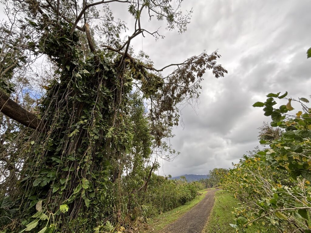 A broken branch over our back road is suspended high up, barely held by the tall tree