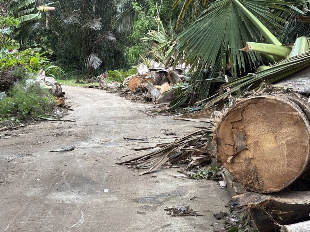 Our monks were able to cut through the talipot palms to open a single narrow lane on the concrete road leading to Iraivan Temple, thereby saving us time to reach that side of the property