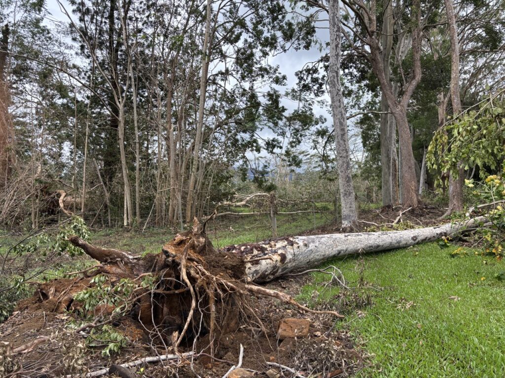 This and the next five photos show current scenes adjacent to and beyond the San Marga Path along our fenced property line that borders the University of Hawaii Agricultural Research Station. Our property line has many tall blue gum and swamp mahogany trees.